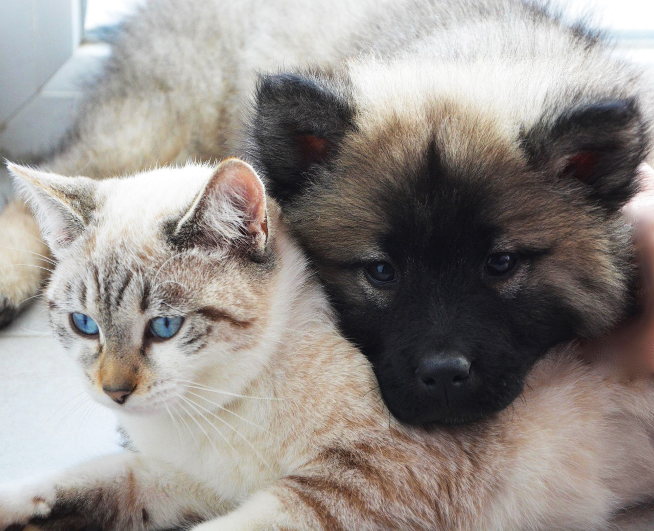chien-chat