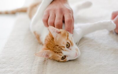 cat-6647197_1280