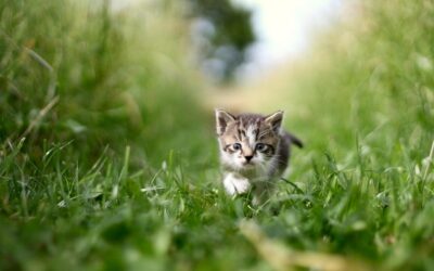 cat-7245850_1280