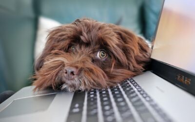 dog-4977599_1280
