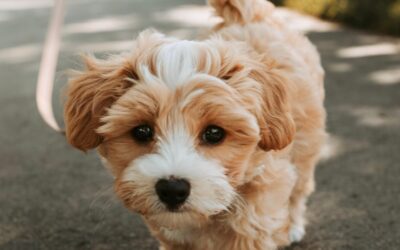 dog-8781844_1280