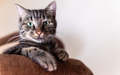 simba-8618301_1280